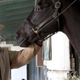Illustration for article titled UPDATE: Third horse dies on set of iLuck/i;i /iHBO ceases production of future episodes
